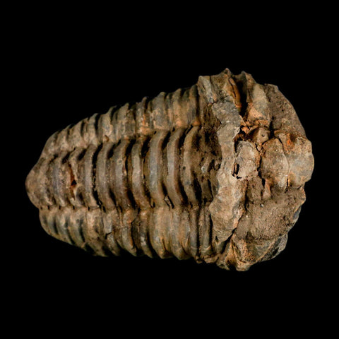 3.4" Flexicalymene Trilobite Fossil Ordovician Age Tazzarine Region Morocco COA - Fossil Age Minerals