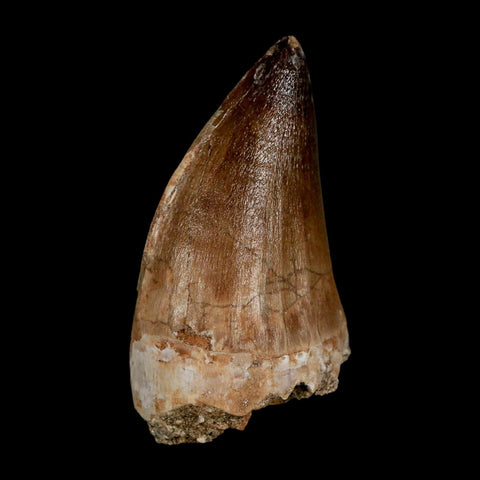 XL 2.3" Mosasaur Prognathodon Fossil Tooth Cretaceous Dinosaur Era COA & Stand