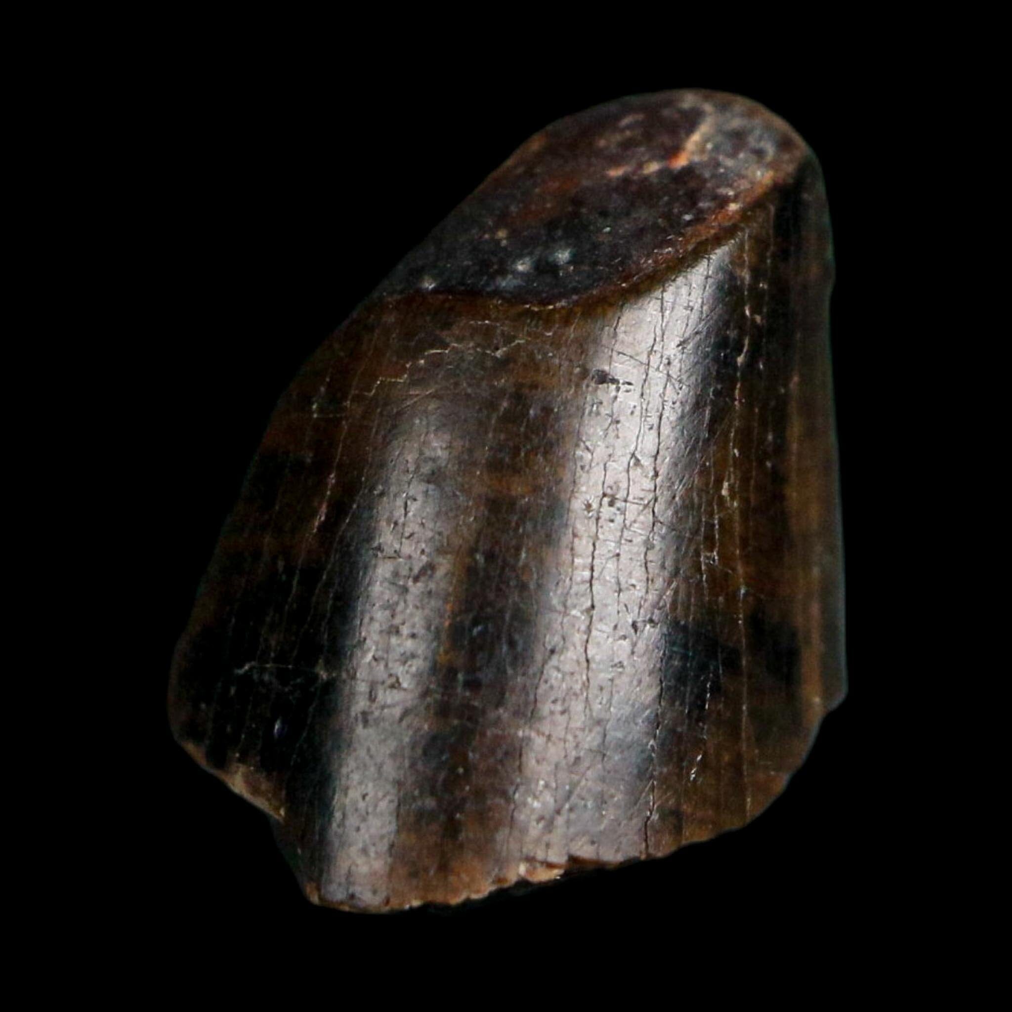 0.4" Tyrannosaurus Rex Fossil Tooth Tip Lance Creek Cretaceous Dinosaur WY COA