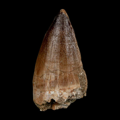 XL 2.3" Mosasaur Prognathodon Fossil Tooth Cretaceous Dinosaur Era COA & Stand