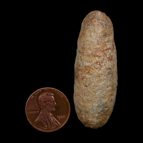 XL 2" Fossil Pine Cone Equicalastrobus Replaced By Agate Eocene Age Seeds Fruit