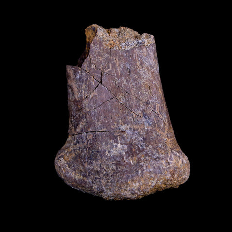 1.8" Corythosaurus Fossil Rib Bone Judith River Cretaceous Dinosaur Montana COA - Fossil Age Minerals
