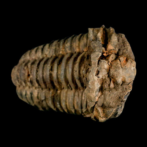 3.4" Flexicalymene Trilobite Fossil Ordovician Age Tazzarine Region Morocco COA - Fossil Age Minerals