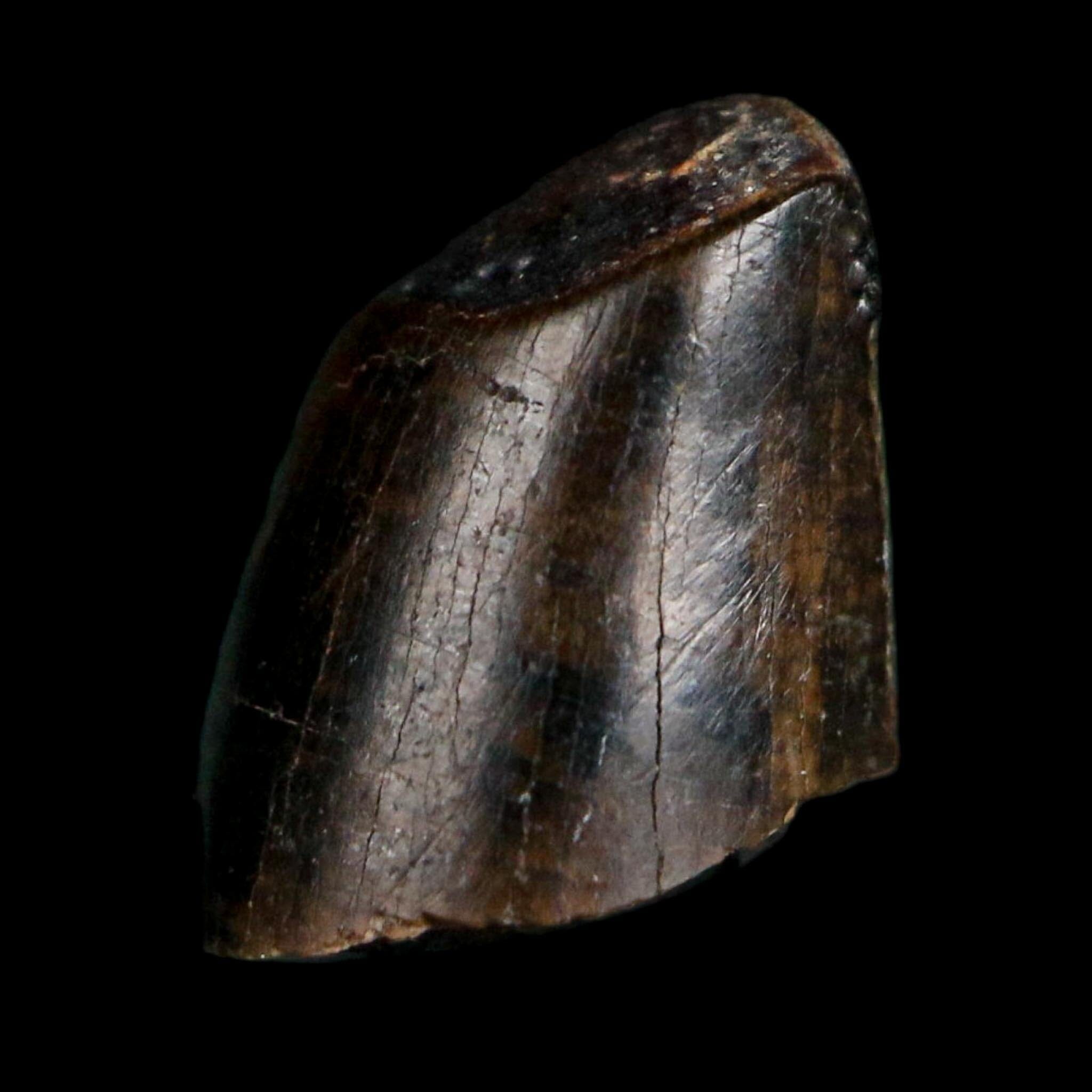0.4" Tyrannosaurus Rex Fossil Tooth Tip Lance Creek Cretaceous Dinosaur WY COA