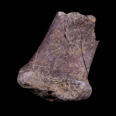 1.8" Corythosaurus Fossil Rib Bone Judith River Cretaceous Dinosaur Montana COA - Fossil Age Minerals
