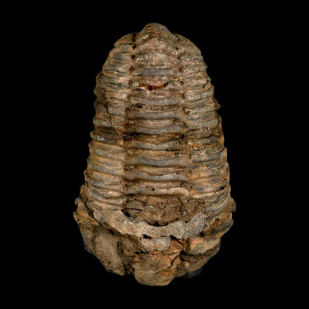 3.4" Flexicalymene Trilobite Fossil Ordovician Age Tazzarine Region Morocco COA