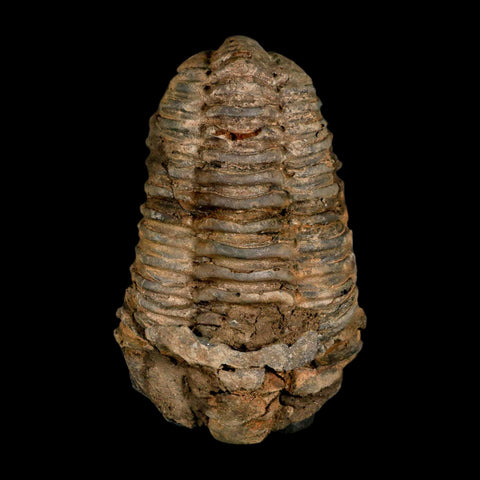 3.4" Flexicalymene Trilobite Fossil Ordovician Age Tazzarine Region Morocco COA - Fossil Age Minerals