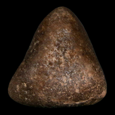 1.8" Sauropod Dinosaur Stomach Stone Gastrolith Rock Gizzard Stone COA - Fossil Age Minerals