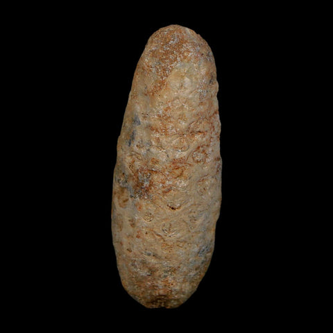 XL 2" Fossil Pine Cone Equicalastrobus Replaced By Agate Eocene Age Seeds Fruit