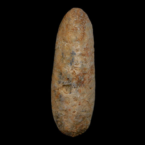 XL 2" Fossil Pine Cone Equicalastrobus Replaced By Agate Eocene Age Seeds Fruit