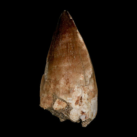 XL 2.3" Mosasaur Prognathodon Fossil Tooth Cretaceous Dinosaur Era COA & Stand