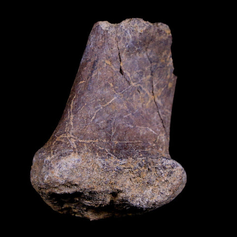 1.8" Corythosaurus Fossil Rib Bone Judith River Cretaceous Dinosaur Montana COA - Fossil Age Minerals