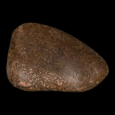 1.8" Sauropod Dinosaur Stomach Stone Gastrolith Rock Gizzard Stone COA - Fossil Age Minerals