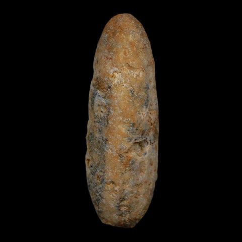 XL 2" Fossil Pine Cone Equicalastrobus Replaced By Agate Eocene Age Seeds Fruit