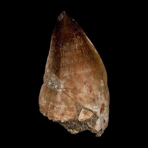 XL 2.3" Mosasaur Prognathodon Fossil Tooth Cretaceous Dinosaur Era COA & Stand