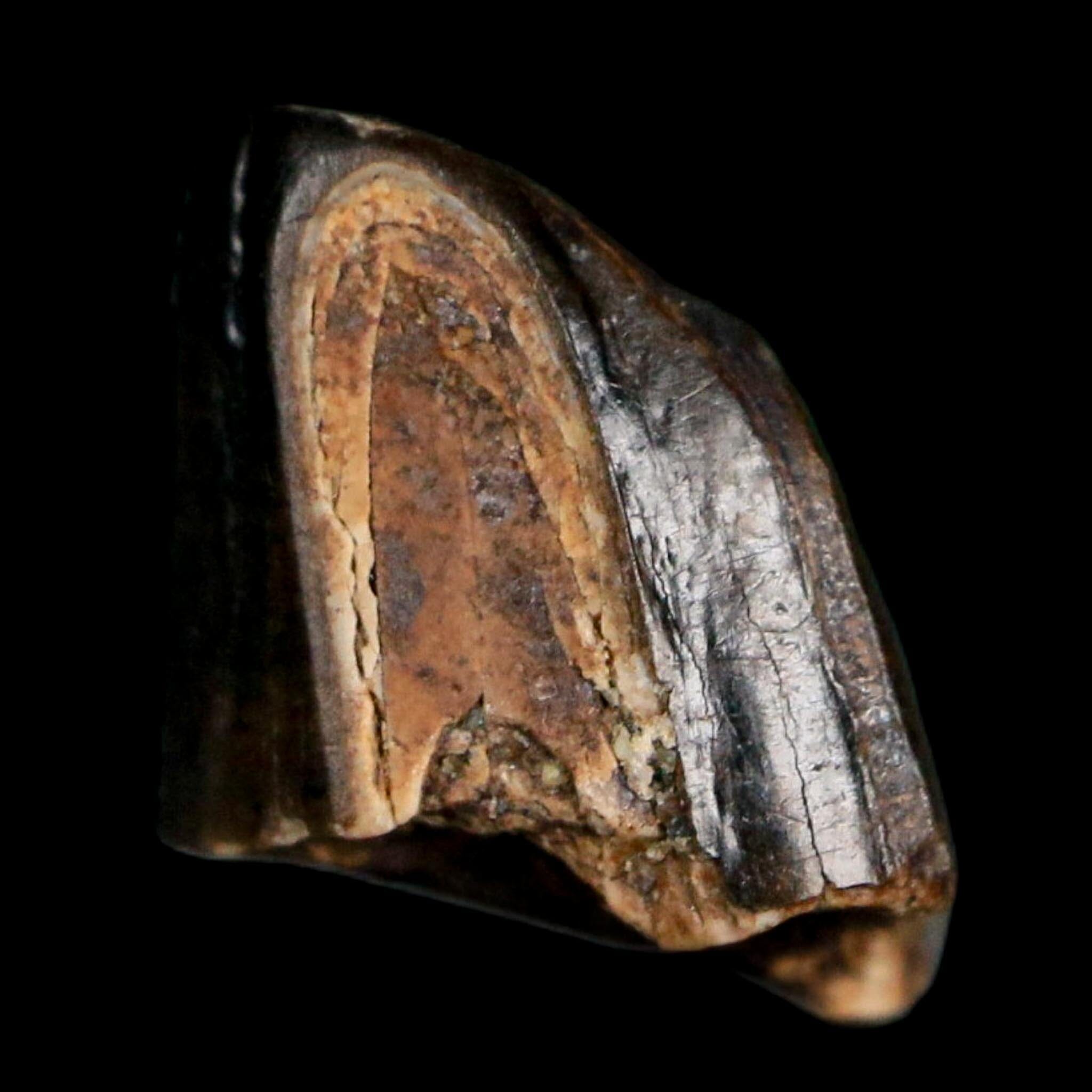 0.4" Tyrannosaurus Rex Fossil Tooth Tip Lance Creek Cretaceous Dinosaur WY COA