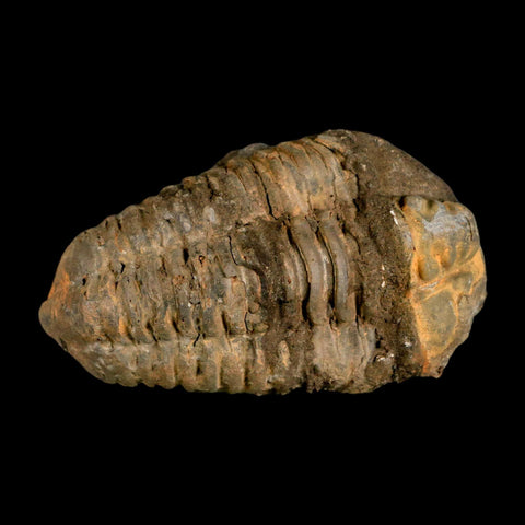 3.4" Flexicalymene Trilobite Fossil Ordovician Age Tazzarine Region Morocco COA - Fossil Age Minerals
