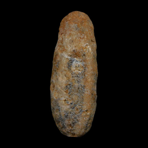 XL 2" Fossil Pine Cone Equicalastrobus Replaced By Agate Eocene Age Seeds Fruit