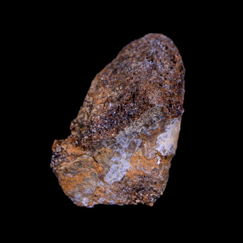 1.7" Centrosaurus Fossil Bone Judith River FM Montana Cretaceous Dinosaur COA - Fossil Age Minerals
