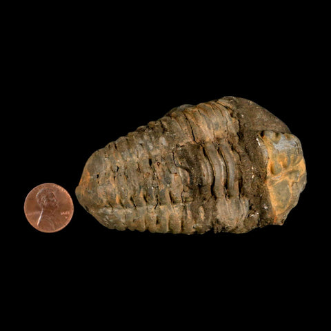 3.4" Flexicalymene Trilobite Fossil Ordovician Age Tazzarine Region Morocco COA - Fossil Age Minerals