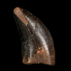 Raptor Fossil Teeth