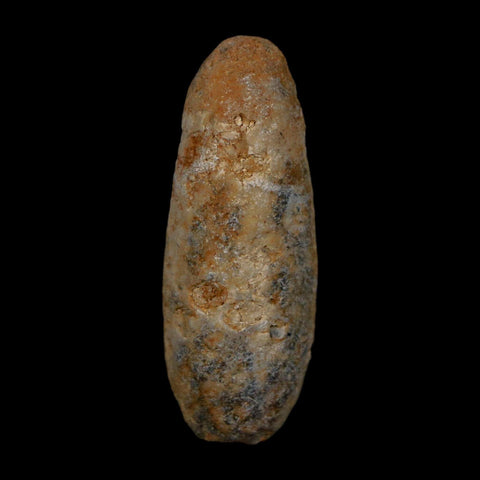 XL 2" Fossil Pine Cone Equicalastrobus Replaced By Agate Eocene Age Seeds Fruit