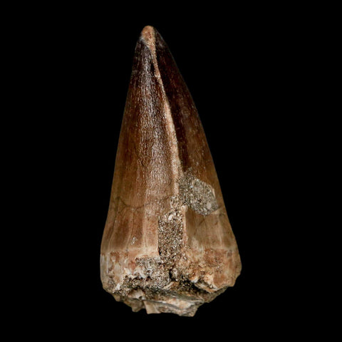 XL 2.3" Mosasaur Prognathodon Fossil Tooth Cretaceous Dinosaur Era COA & Stand