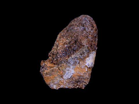 1.7" Centrosaurus Fossil Bone Judith River FM Montana Cretaceous Dinosaur COA - Fossil Age Minerals