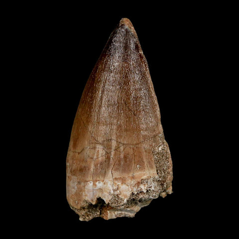 XL 2.3" Mosasaur Prognathodon Fossil Tooth Cretaceous Dinosaur Era COA & Stand