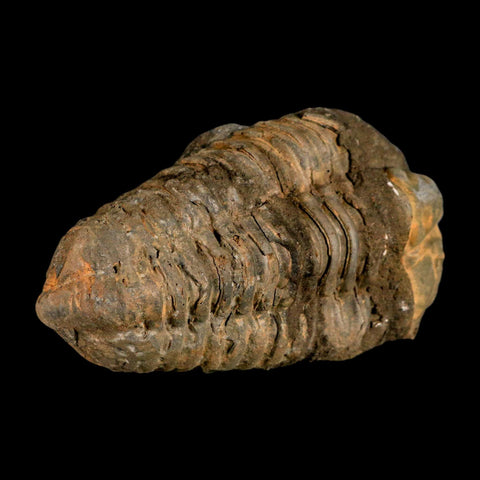3.4" Flexicalymene Trilobite Fossil Ordovician Age Tazzarine Region Morocco COA - Fossil Age Minerals