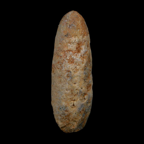 XL 2" Fossil Pine Cone Equicalastrobus Replaced By Agate Eocene Age Seeds Fruit