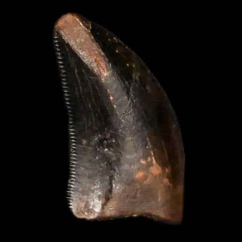 0.5" Dakotaraptor Serrated Tooth Fossil Raptor Hell Creek FM Montana COA, Display - Fossil Age Minerals