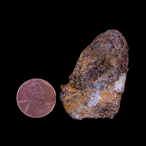 1.7" Centrosaurus Fossil Bone Judith River FM Montana Cretaceous Dinosaur COA - Fossil Age Minerals