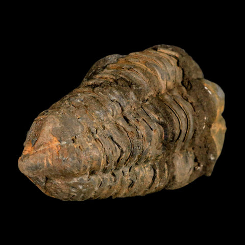 3.4" Flexicalymene Trilobite Fossil Ordovician Age Tazzarine Region Morocco COA - Fossil Age Minerals