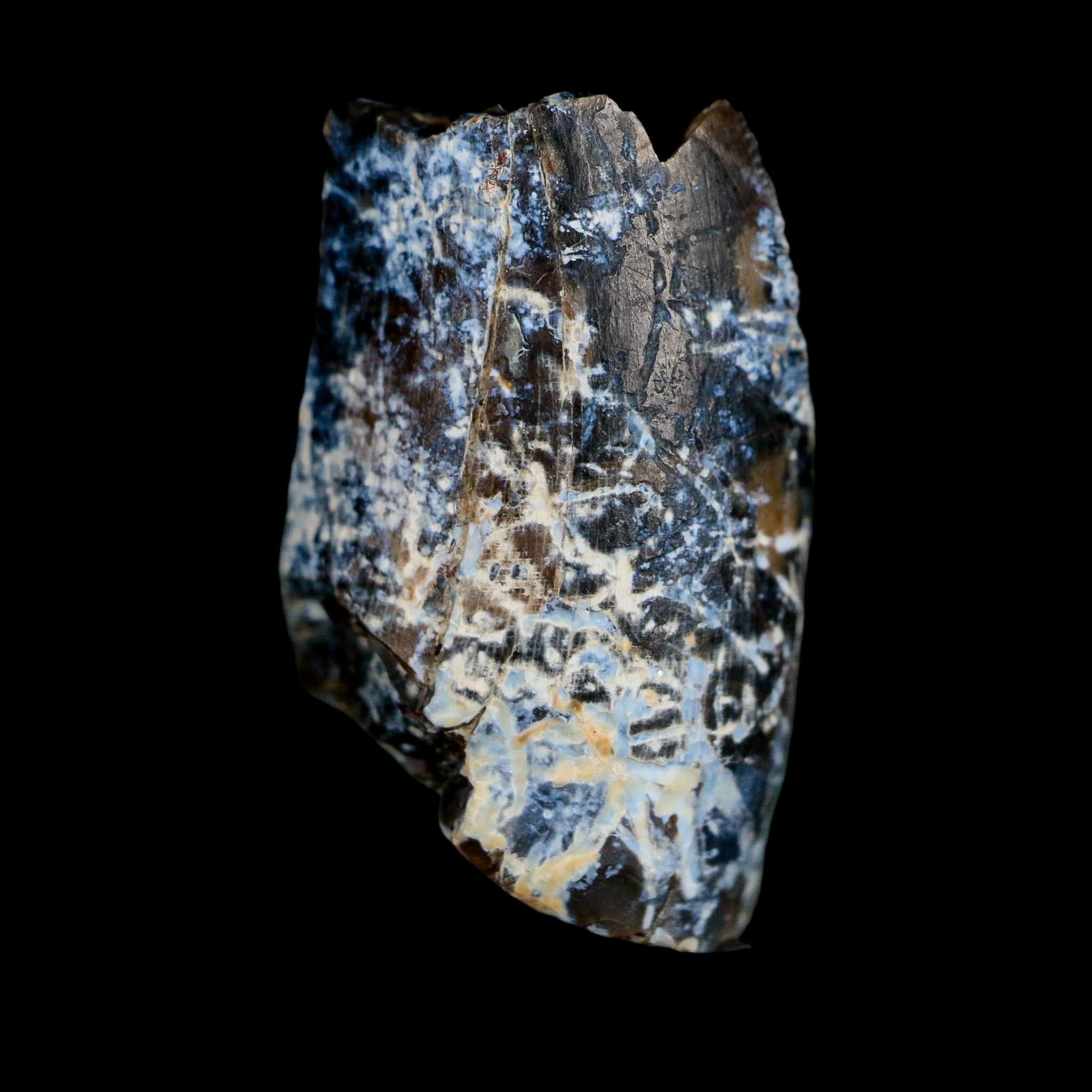 1" Tyrannosaurus Rex Fossil Tooth Section Lance Creek Cretaceous Dinosaur WY COA
