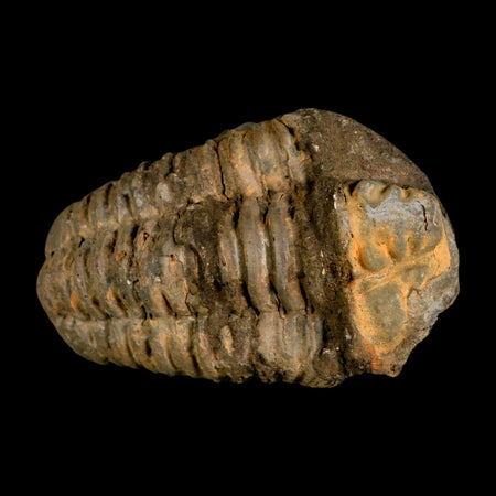 3.4" Flexicalymene Trilobite Fossil Ordovician Age Tazzarine Region Morocco COA
