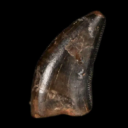 0.5" Dakotaraptor Serrated Tooth Fossil Raptor Hell Creek FM Montana COA, Display