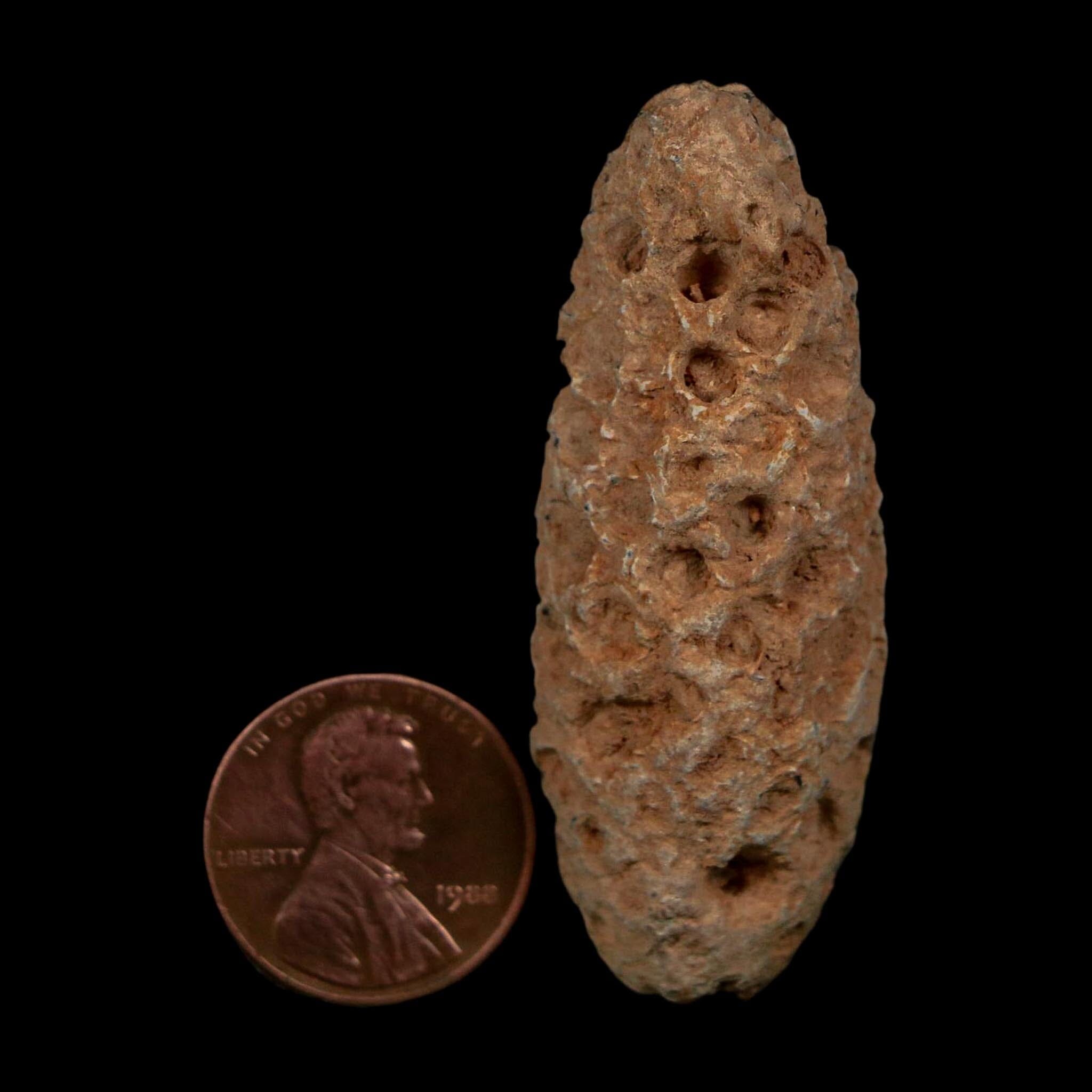 XL 2.1" Fossil Pine Cone Equicalastrobus Replaced By Agate Eocene Age Seeds Fruit - Fossil Age Minerals