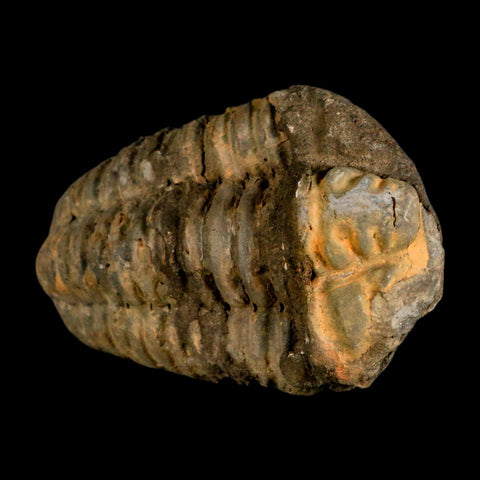 3.4" Flexicalymene Trilobite Fossil Ordovician Age Tazzarine Region Morocco COA - Fossil Age Minerals