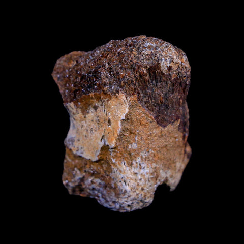 1.7" Centrosaurus Fossil Bone Judith River FM Montana Cretaceous Dinosaur COA - Fossil Age Minerals