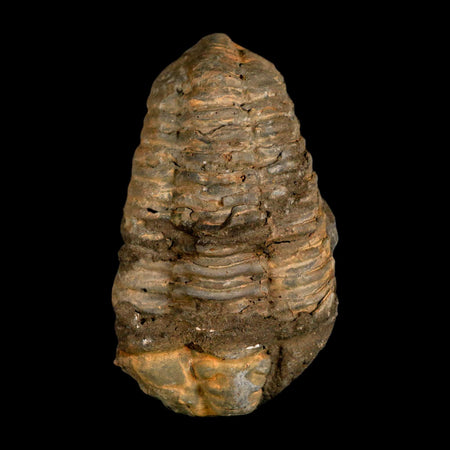 3.4" Flexicalymene Trilobite Fossil Ordovician Age Tazzarine Region Morocco COA