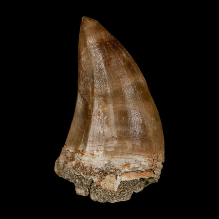 XXL 2.4" Mosasaur Prognathodon Fossil Tooth Cretaceous Dinosaur Era COA & Stand