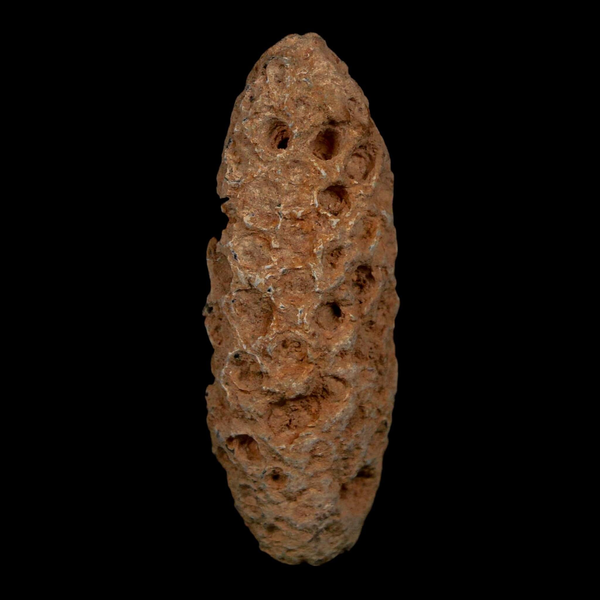 XL 2.1" Fossil Pine Cone Equicalastrobus Replaced By Agate Eocene Age Seeds Fruit - Fossil Age Minerals
