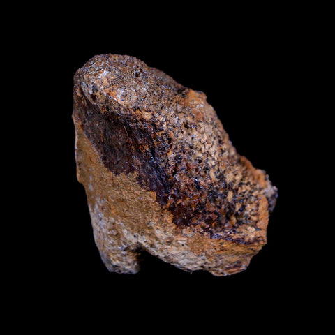 1.7" Centrosaurus Fossil Bone Judith River FM Montana Cretaceous Dinosaur COA - Fossil Age Minerals