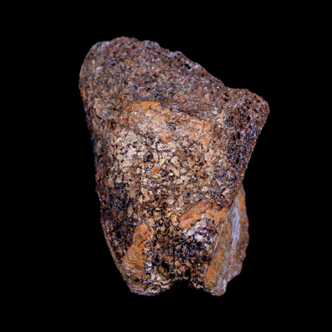 1.7" Centrosaurus Fossil Bone Judith River FM Montana Cretaceous Dinosaur COA - Fossil Age Minerals