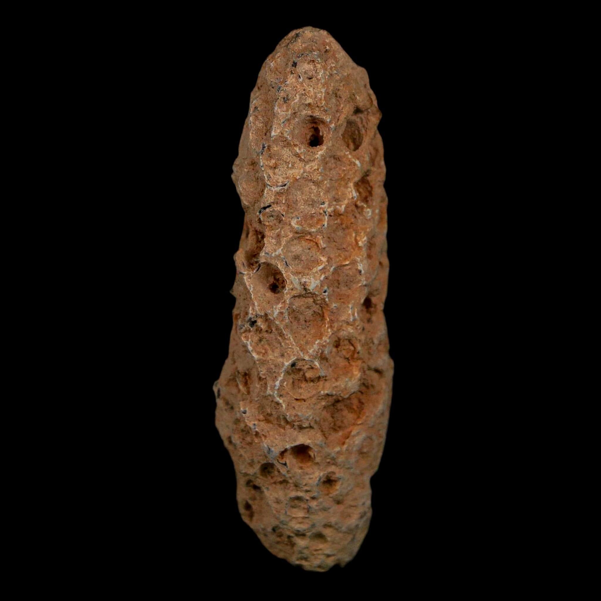 XL 2.1" Fossil Pine Cone Equicalastrobus Replaced By Agate Eocene Age Seeds Fruit - Fossil Age Minerals