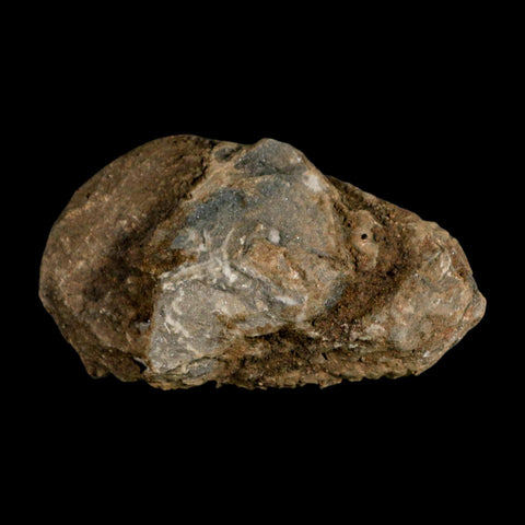3.4" Flexicalymene Trilobite Fossil Ordovician Age Tazzarine Region Morocco COA - Fossil Age Minerals