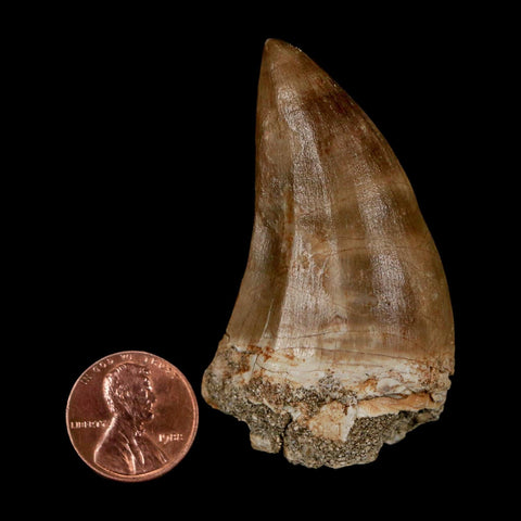 XXL 2.4" Mosasaur Prognathodon Fossil Tooth Cretaceous Dinosaur Era COA & Stand