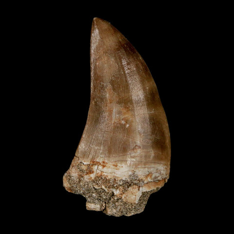 XXL 2.4" Mosasaur Prognathodon Fossil Tooth Cretaceous Dinosaur Era COA & Stand