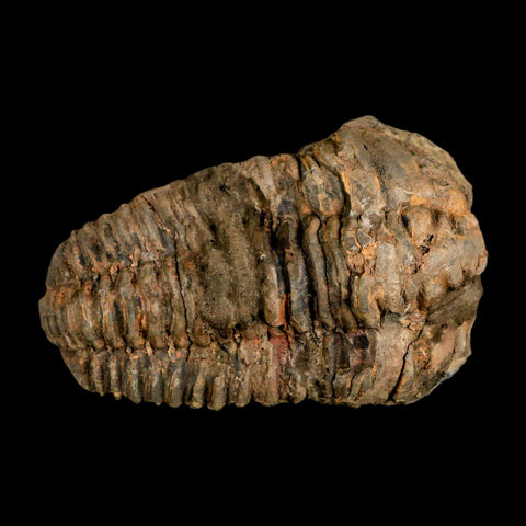 3.5" Flexicalymene Trilobite Fossil Ordovician Age Tazzarine Region Morocco COA - Fossil Age Minerals